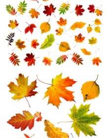 秋天的叶子的高质量图片