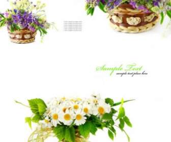 Highquality Pictures Of Beautiful Flowers Background Pattern