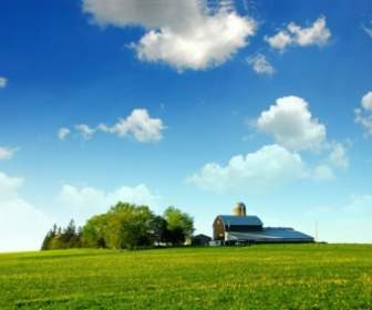 잔디와 나무 집 푸른 하늘과 흰 구름의 개 그림