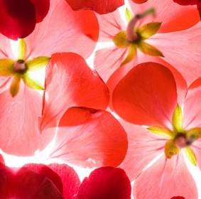 Highquality Pictures Of Red Flowers Background