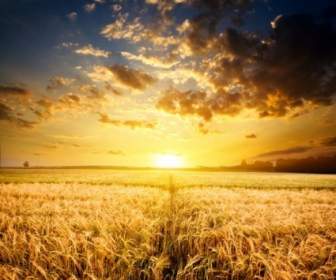 صور عالية الجودة من حقول القمح تحت الشمس