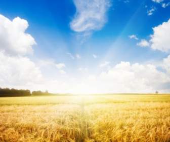 麦畑、太陽の下での高品質な写真