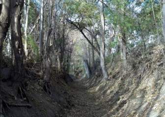 Hijuela Forest