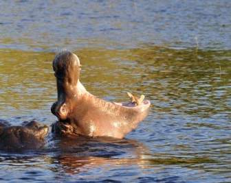 Kuda Nil Hippo Mengancam