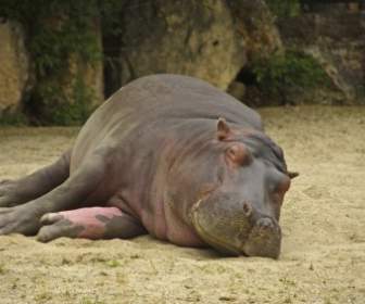 Hipopotam Natura Zwierzęta