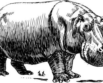 Clipart Hippopotame