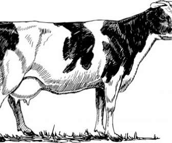 Mucca Holstein