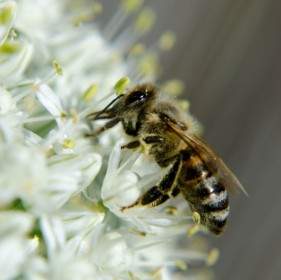 蜂蜜蜂昆虫オニオン ブロッサム