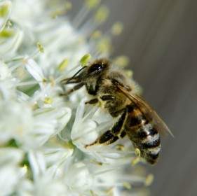 Honig Insekten Zwiebel Prachtkerze