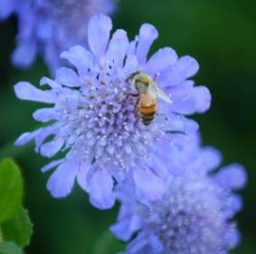 Mật Ong Ong Trên Một Bông Hoa Pinchushion