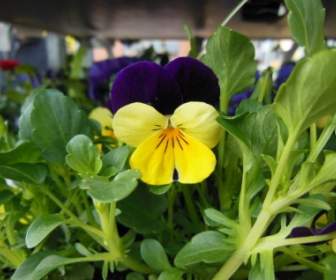 horned violet purple yellow