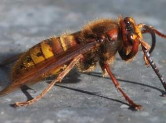 Hornisse Insekt Wespen Biene