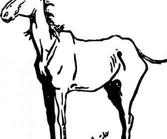 Clipart De Cavalo