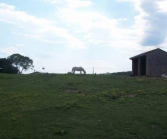 Horse On A Hill