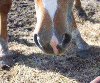 Horse Pink Nose