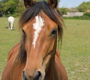 Kepala Kuda Kuda Pony