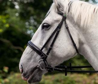 Horse Profile Equine