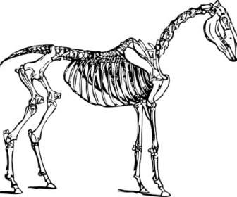 Clipart Squelette De Cheval