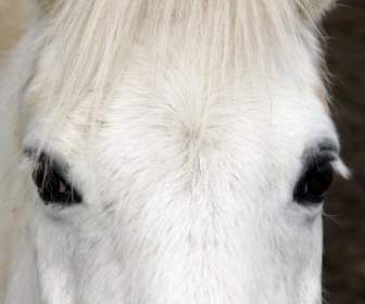 白い馬の動物
