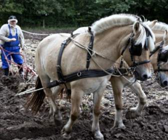 Horses Plow Plowing