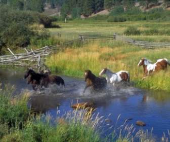Horses Running Ranch