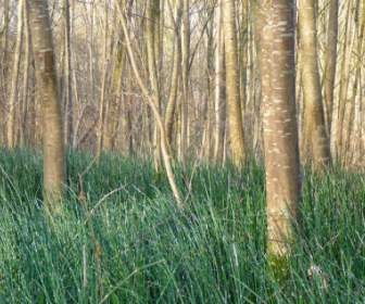 Schachtelhalm Sumpf Pflanze Wald