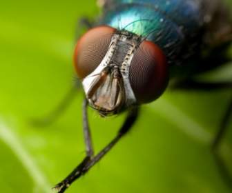 Haus Fliegen Tapete Insekten Tiere