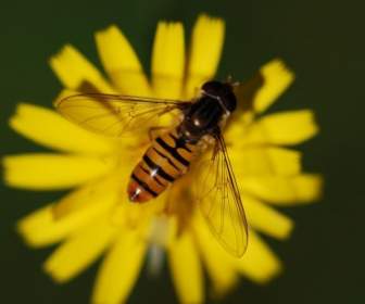 Hover Fly Insect Close
