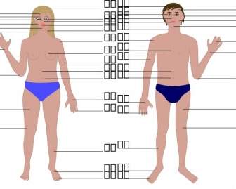 Cuerpo Humano Hombre Y Mujer Con Números