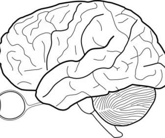 Human Brain Sketch With Eyes And Cerebrellum Clip Art