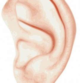 Human Ear Clip Art