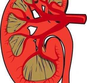 Human Kidney Disected