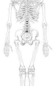 Human Skeleton Back No Text No Color Clip Art
