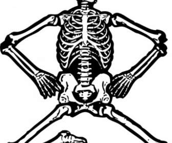 Clipart Squelette Humain