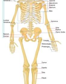 Human Skeleton Front En Clip Art