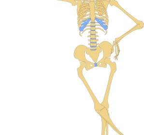 人間の骨格のアウトライン クリップ アート