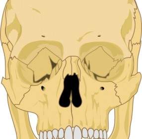 인간의 두개골 클립 아트