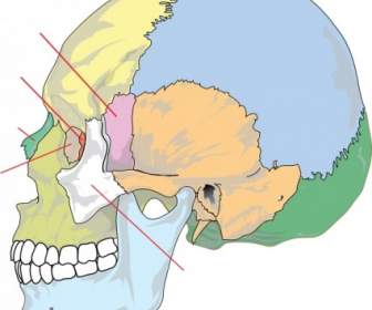 Cráneo Humano Nolables Clip Art