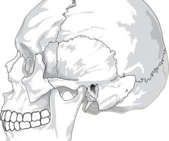 Cráneo Humano Lateral Vista Clip Art