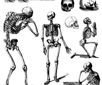 Menschliche Schädel Und Skelette