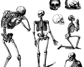 人類的頭骨和骨頭