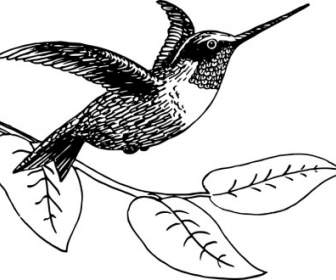 Colibri