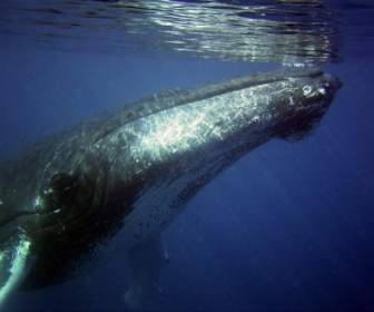 البحر الحيتان الحدباء