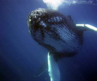 Humpback Whale Sea