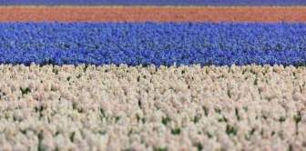 Hyacinth Field