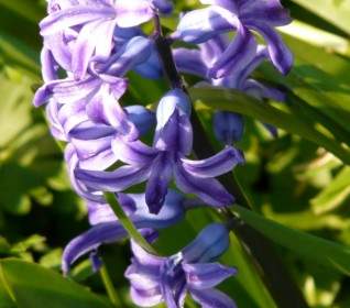 hyacinth flower bloom