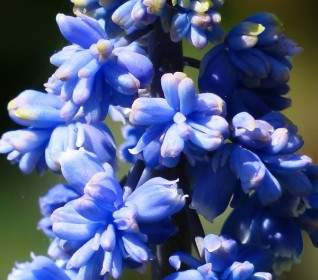 Hyacinth Muscari Armeniacum Flower