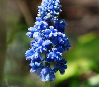 Hyacinth Muscari Armeniacum Flower