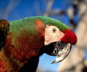 Hybrid Macaw Wallpaper Parrots Animals