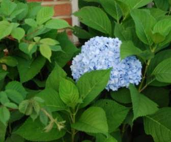 アジサイ青青いアジサイの花